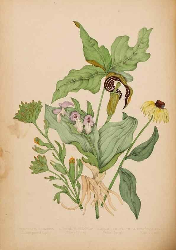 Reproducción/Reproduction 48307880187: Canadian wild flowers. Montréal :J. Lovell,1868.. 