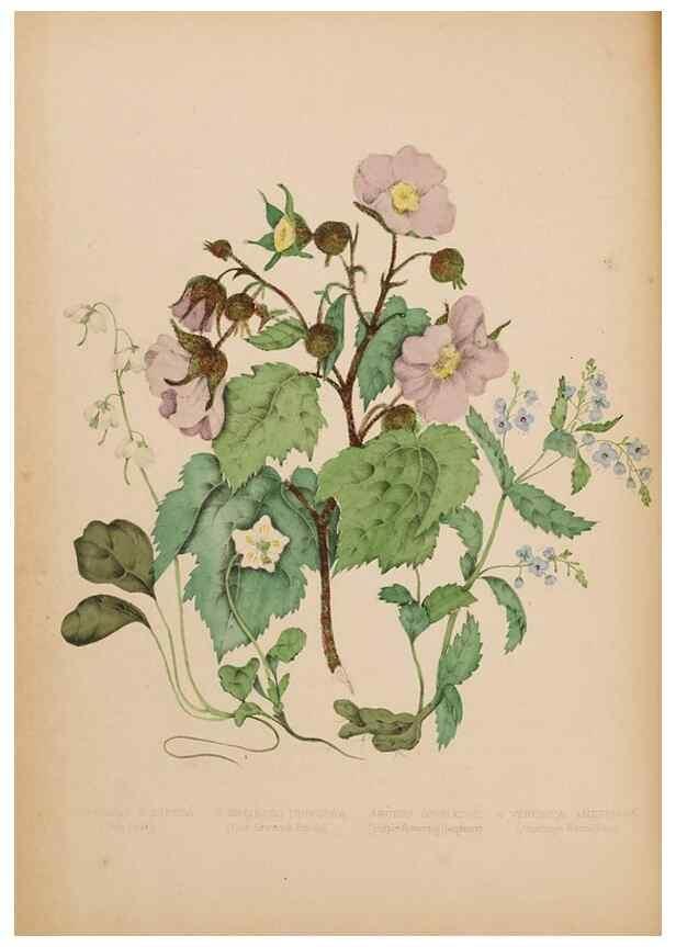 Reproducción/Reproduction 48307769131: Canadian wild flowers. Montréal :J. Lovell,1868.. 