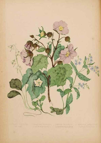 Reproducción/Reproduction 48307769131: Canadian wild flowers. Montréal :J. Lovell,1868.. 