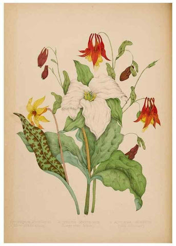 Reproducción/Reproduction 48307880947: Canadian wild flowers. Montréal :J. Lovell,1868.. 
