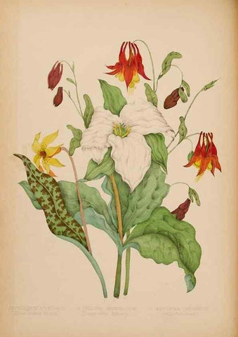 Reproducción/Reproduction 48307880947: Canadian wild flowers. Montréal :J. Lovell,1868.. 