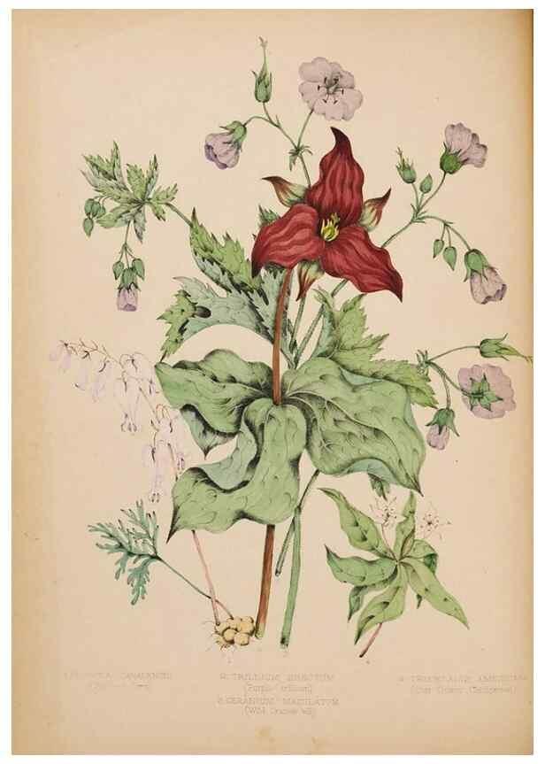 Reproducción/Reproduction 48307881442: Canadian wild flowers. Montréal :J. Lovell,1868.. 