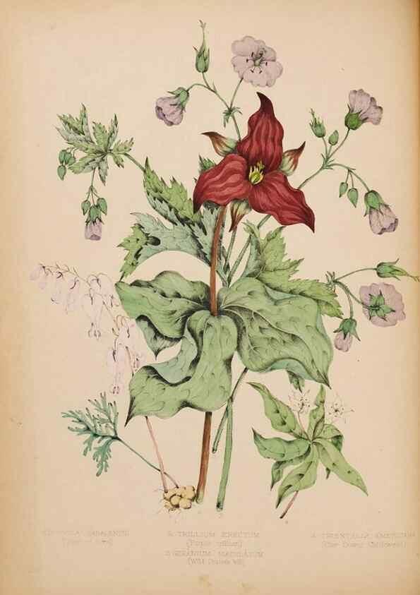 Reproducción/Reproduction 48307881442: Canadian wild flowers. Montréal :J. Lovell,1868.. 
