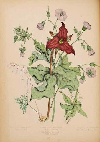 Reproducción/Reproduction 48307881442: Canadian wild flowers. Montréal :J. Lovell,1868.. 