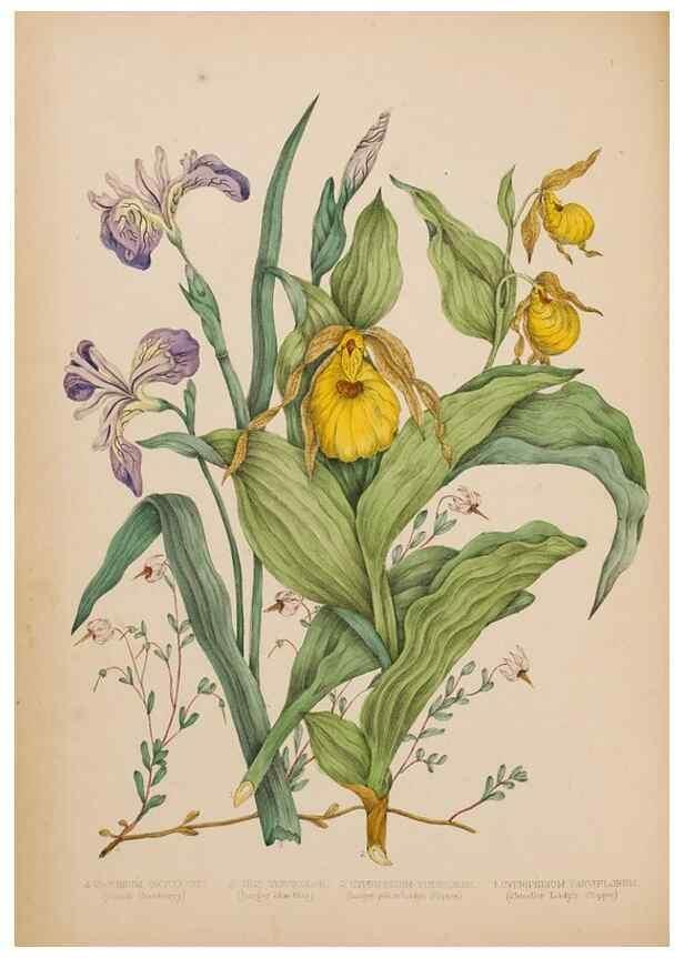 Reproducción/Reproduction 48307881797: Canadian wild flowers. Montréal :J. Lovell,1868.. 