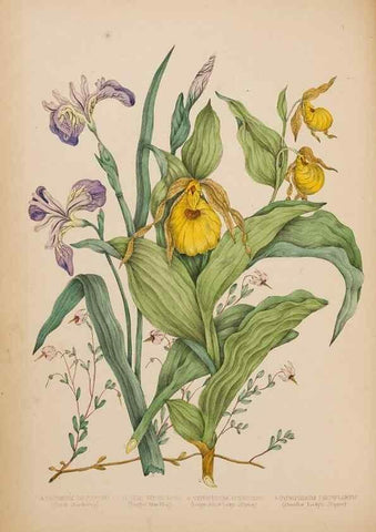 Reproducción/Reproduction 48307881797: Canadian wild flowers. Montréal :J. Lovell,1868.. 