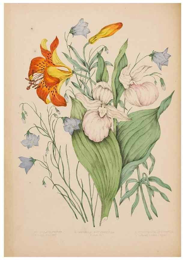 Reproducción/Reproduction 48307771156: Canadian wild flowers. Montréal :J. Lovell,1868.. 