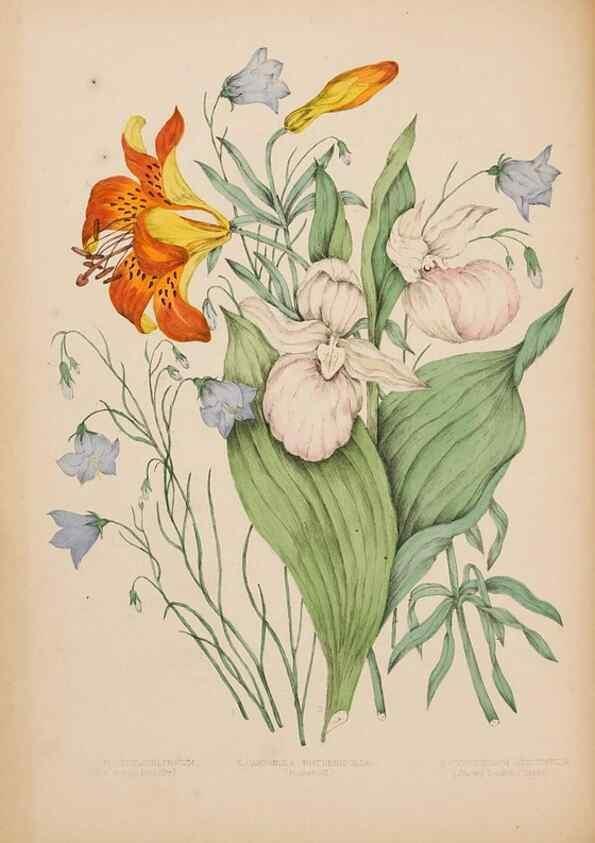 Reproducción/Reproduction 48307771156: Canadian wild flowers. Montréal :J. Lovell,1868.. 