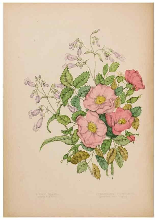 Reproducción/Reproduction 48307883027: Canadian wild flowers. Montréal :J. Lovell,1868.. 