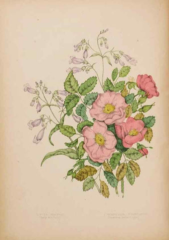 Reproducción/Reproduction 48307883027: Canadian wild flowers. Montréal :J. Lovell,1868.. 