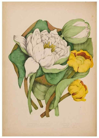 Reproducción/Reproduction 48307772076: Canadian wild flowers. Montréal :J. Lovell,1868.. 