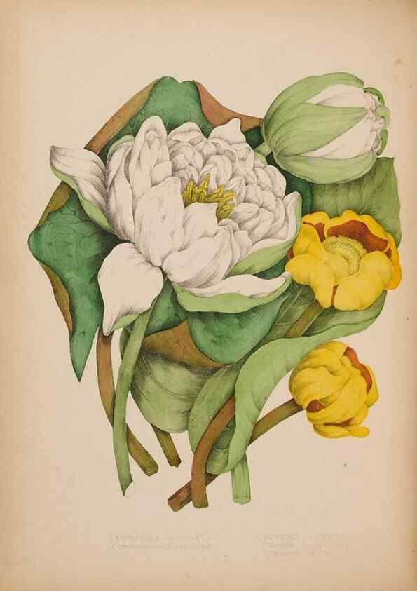 Reproducción/Reproduction 48307772076: Canadian wild flowers. Montréal :J. Lovell,1868.. 