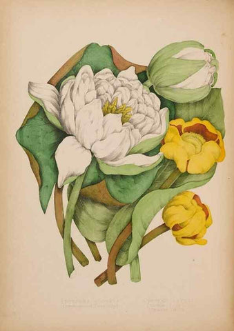 Reproducción/Reproduction 48307772076: Canadian wild flowers. Montréal :J. Lovell,1868.. 