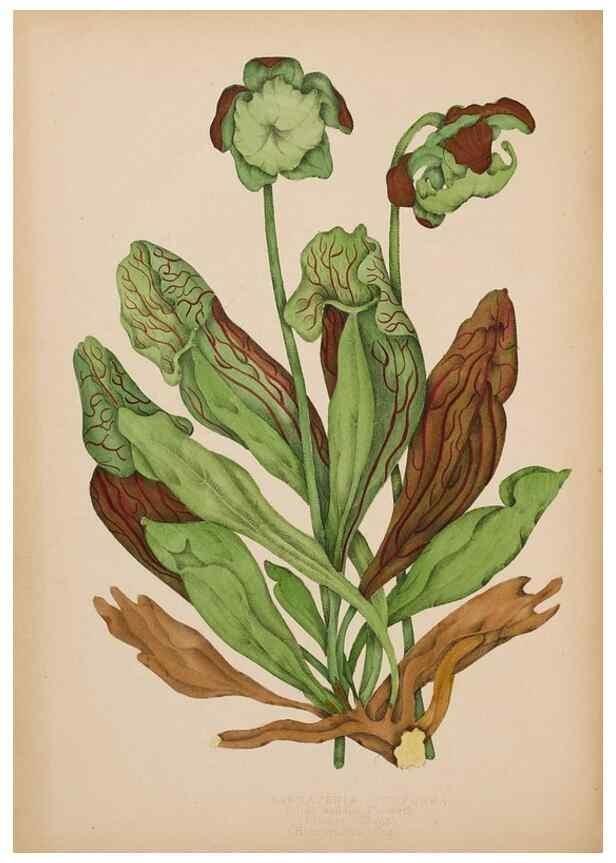 Reproducción/Reproduction 48307772756: Canadian wild flowers. Montréal :J. Lovell,1868.. 