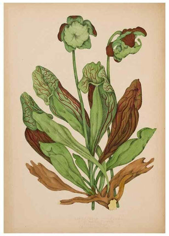 Reproducción/Reproduction 48307772756: Canadian wild flowers. Montréal :J. Lovell,1868.. 