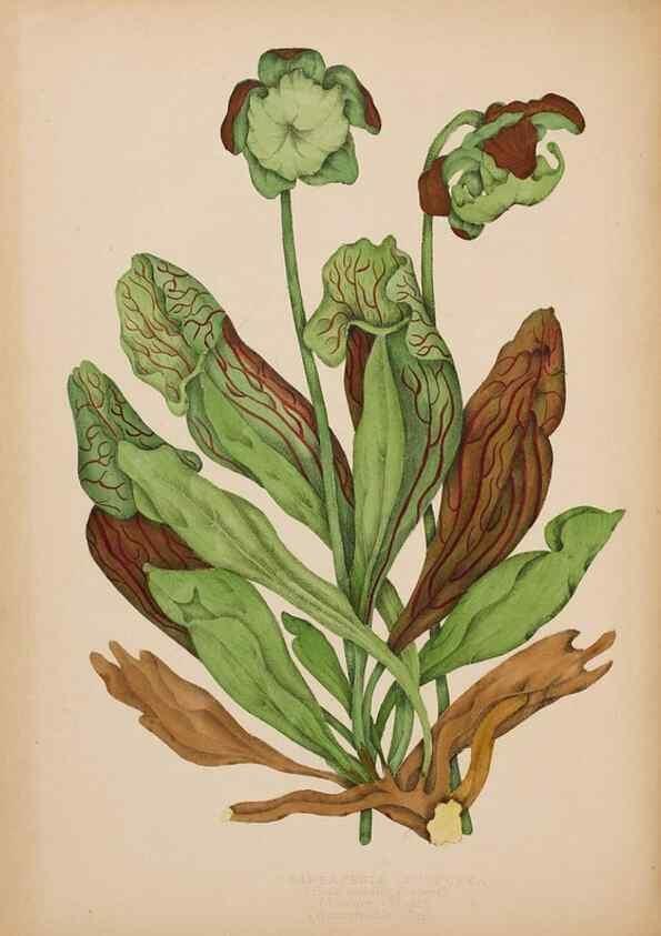 Reproducción/Reproduction 48307772756: Canadian wild flowers. Montréal :J. Lovell,1868.. 