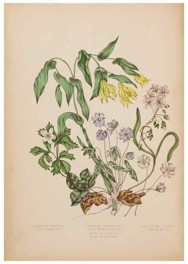 Reproducción/Reproduction 48307884547: Canadian wild flowers. Montréal :J. Lovell,1868.. 