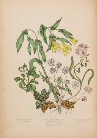 Reproducción/Reproduction 48307884547: Canadian wild flowers. Montréal :J. Lovell,1868.. 