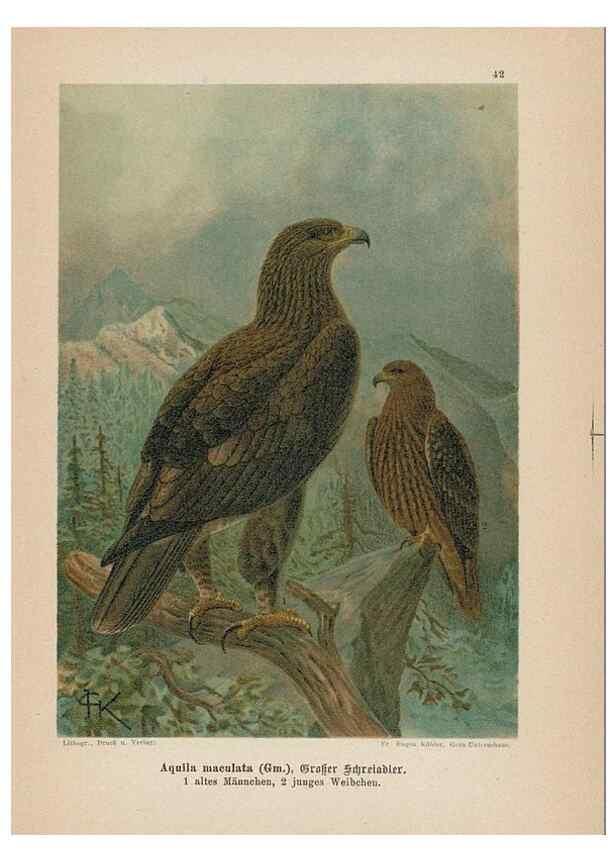 Reproducción/Reproduction 48307796107: Raubvögel. Gera-Untermhaus :Fr. Eugen Köhler,[s.d.]. 