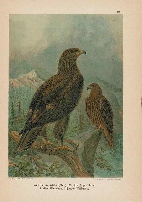 Reproducción/Reproduction 48307796107: Raubvögel. Gera-Untermhaus :Fr. Eugen Köhler,[s.d.]. 