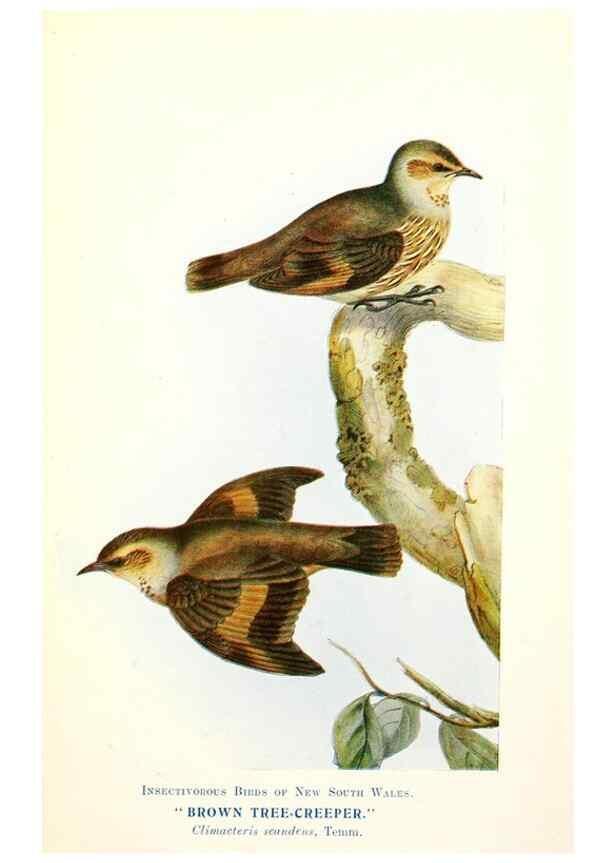 Reproducción/Reproduction 48307710687: Some useful Australian birds /. Sydney :W.A. Gullick, Govt. Printer,1921.. 