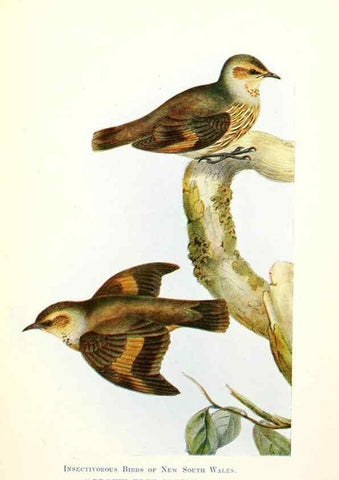 Reproducción/Reproduction 48307710687: Some useful Australian birds /. Sydney :W.A. Gullick, Govt. Printer,1921.. 