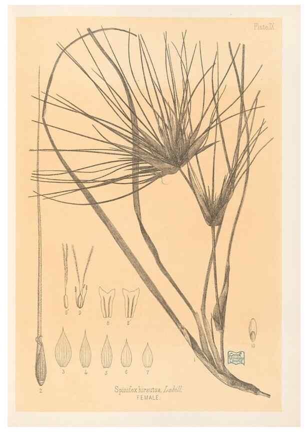 Reproducción/Reproduction 48308460027: The indigenous grasses of New Zealand.. Wellington, N. Z.,by authority, G. Didsbury, Govt. Printer,1878-1880.. 