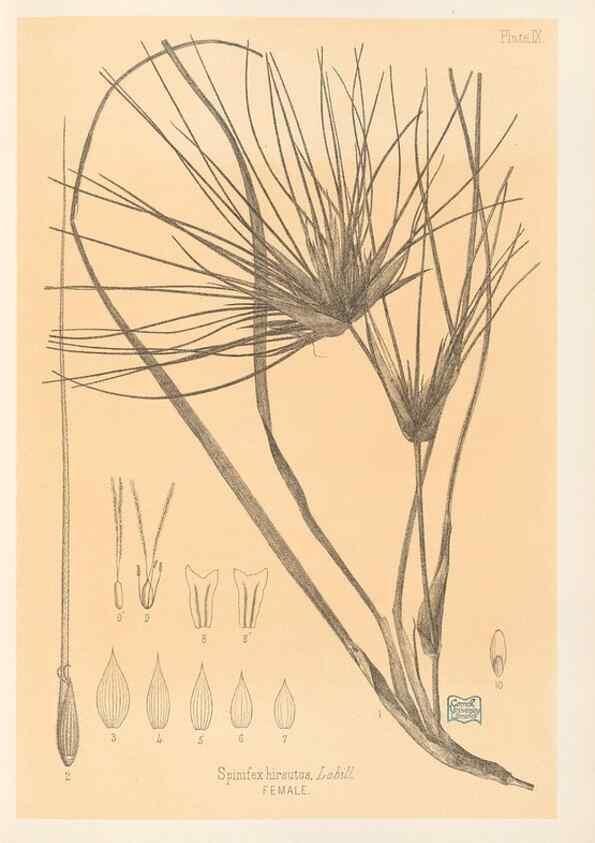 Reproducción/Reproduction 48308460027: The indigenous grasses of New Zealand.. Wellington, N. Z.,by authority, G. Didsbury, Govt. Printer,1878-1880.. 