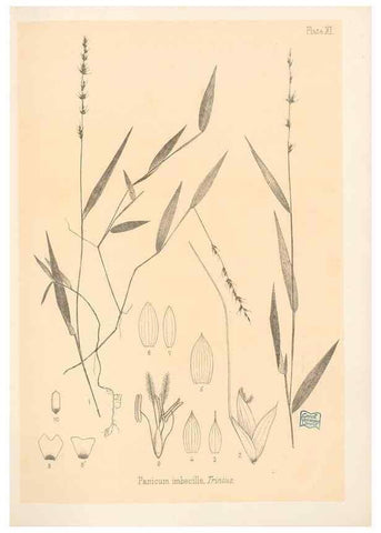 Reproducción/Reproduction 48308348506: The indigenous grasses of New Zealand.. Wellington, N. Z.,by authority, G. Didsbury, Govt. Printer,1878-1880.. 