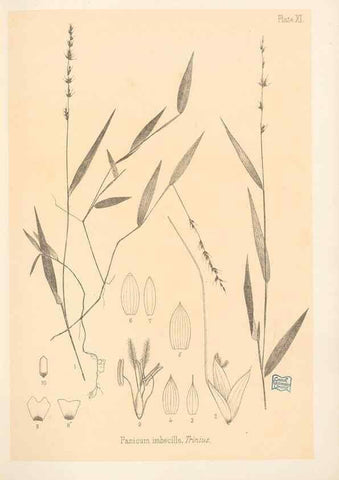 Reproducción/Reproduction 48308348506: The indigenous grasses of New Zealand.. Wellington, N. Z.,by authority, G. Didsbury, Govt. Printer,1878-1880.. 