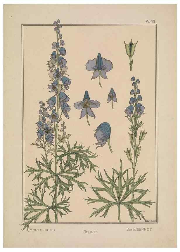 Reproducción/Reproduction 48309064447: La plante et ses applications ornementales /. Paris :Librairie Centrale des Beaux-Arts, E. Lévy, éditeur ...[1896]. 