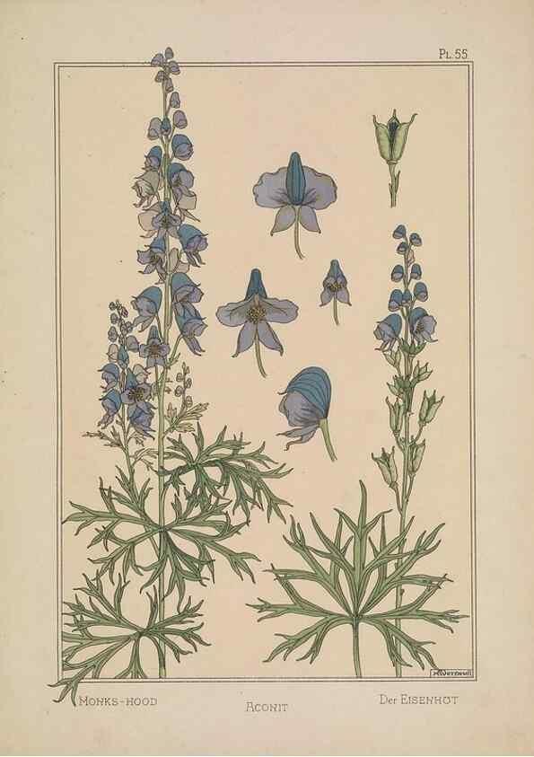 Reproducción/Reproduction 48309064447: La plante et ses applications ornementales /. Paris :Librairie Centrale des Beaux-Arts, E. Lévy, éditeur ...[1896]. 