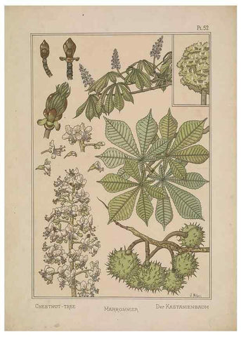 Reproducción/Reproduction 48309062957: La plante et ses applications ornementales /. Paris :Librairie Centrale des Beaux-Arts, E. Lévy, éditeur ...[1896]. 