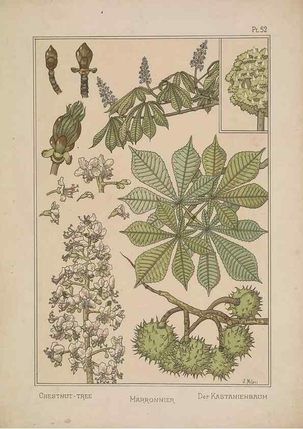 Reproducción/Reproduction 48309062957: La plante et ses applications ornementales /. Paris :Librairie Centrale des Beaux-Arts, E. Lévy, éditeur ...[1896]. 