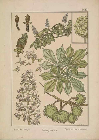 Reproducción/Reproduction 48309062957: La plante et ses applications ornementales /. Paris :Librairie Centrale des Beaux-Arts, E. Lévy, éditeur ...[1896]. 