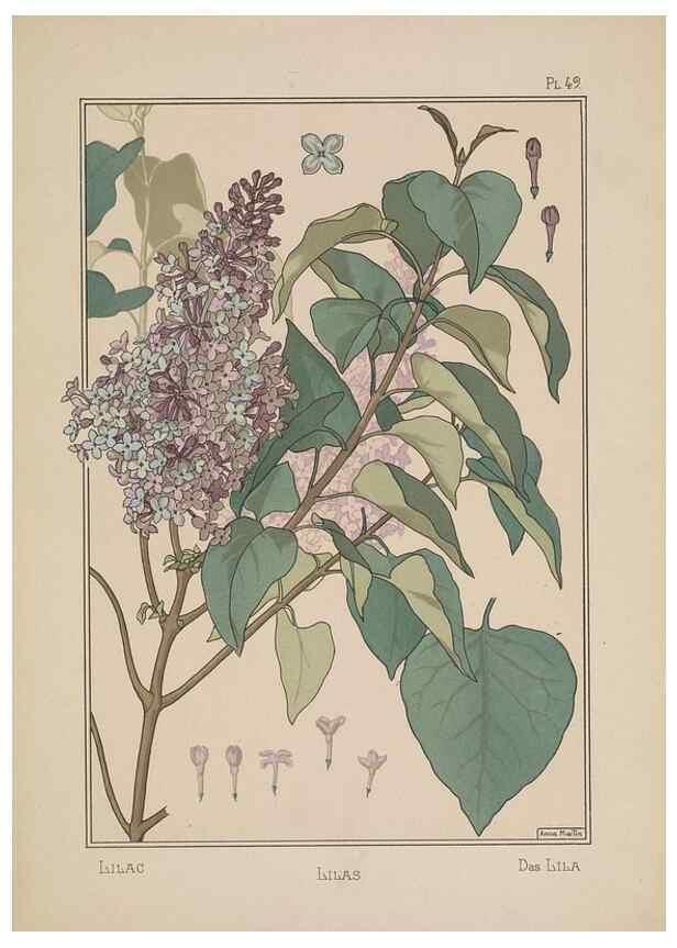 Reproducción/Reproduction 48308950121: La plante et ses applications ornementales /. Paris :Librairie Centrale des Beaux-Arts, E. Lévy, éditeur ...[1896]. 