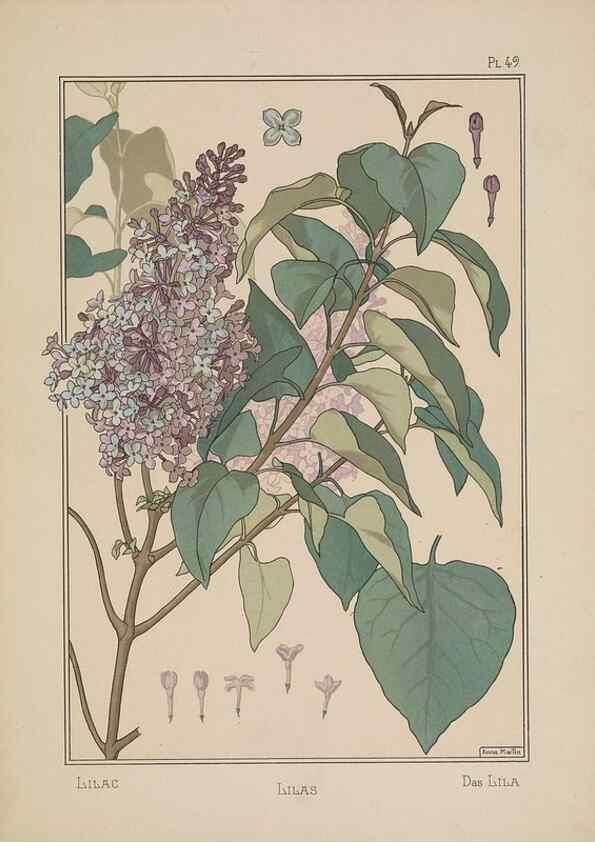 Reproducción/Reproduction 48308950121: La plante et ses applications ornementales /. Paris :Librairie Centrale des Beaux-Arts, E. Lévy, éditeur ...[1896]. 