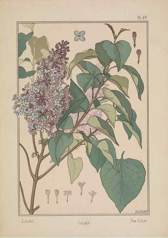 Reproducción/Reproduction 48308950121: La plante et ses applications ornementales /. Paris :Librairie Centrale des Beaux-Arts, E. Lévy, éditeur ...[1896]. 