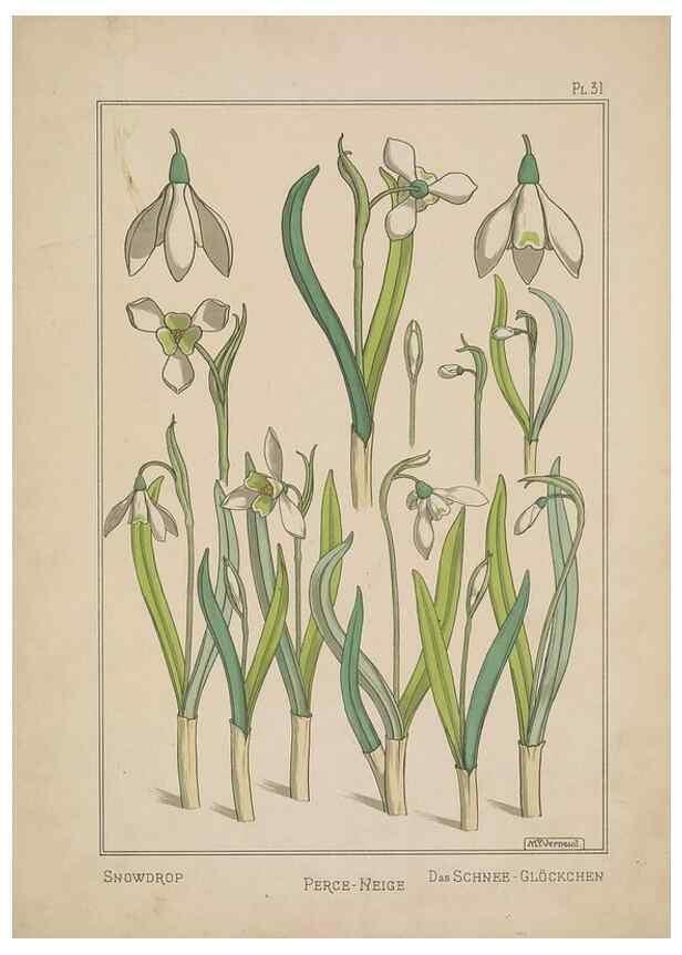 Reproducción/Reproduction 48308944246: La plante et ses applications ornementales /. Paris :Librairie Centrale des Beaux-Arts, E. Lévy, éditeur ...[1896]. 