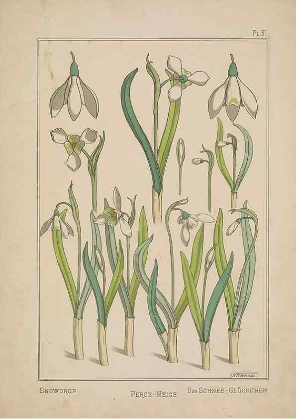 Reproducción/Reproduction 48308944246: La plante et ses applications ornementales /. Paris :Librairie Centrale des Beaux-Arts, E. Lévy, éditeur ...[1896]. 