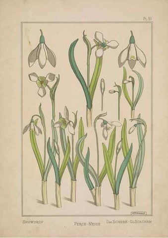 Reproducción/Reproduction 48308944246: La plante et ses applications ornementales /. Paris :Librairie Centrale des Beaux-Arts, E. Lévy, éditeur ...[1896]. 