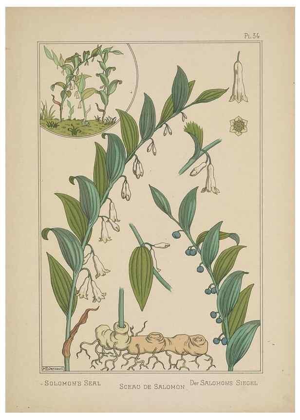 Reproducción/Reproduction 48308945411: La plante et ses applications ornementales /. Paris :Librairie Centrale des Beaux-Arts, E. Lévy, éditeur ...[1896]. 