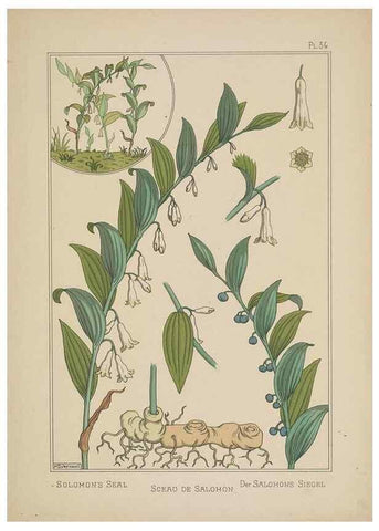 Reproducción/Reproduction 48308945411: La plante et ses applications ornementales /. Paris :Librairie Centrale des Beaux-Arts, E. Lévy, éditeur ...[1896]. 