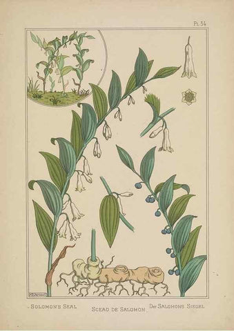 Reproducción/Reproduction 48308945411: La plante et ses applications ornementales /. Paris :Librairie Centrale des Beaux-Arts, E. Lévy, éditeur ...[1896]. 
