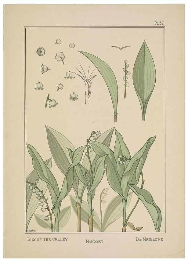 Reproducción/Reproduction 48309057722: La plante et ses applications ornementales /. Paris :Librairie Centrale des Beaux-Arts, E. Lévy, éditeur ...[1896]. 