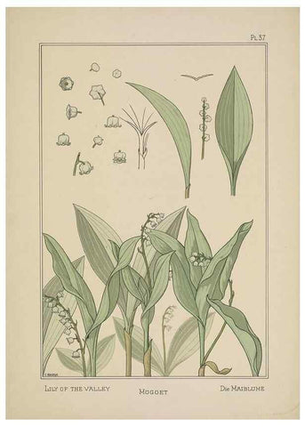 Reproducción/Reproduction 48309057722: La plante et ses applications ornementales /. Paris :Librairie Centrale des Beaux-Arts, E. Lévy, éditeur ...[1896]. 