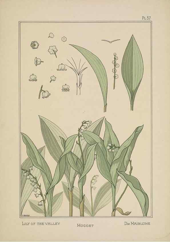 Reproducción/Reproduction 48309057722: La plante et ses applications ornementales /. Paris :Librairie Centrale des Beaux-Arts, E. Lévy, éditeur ...[1896]. 