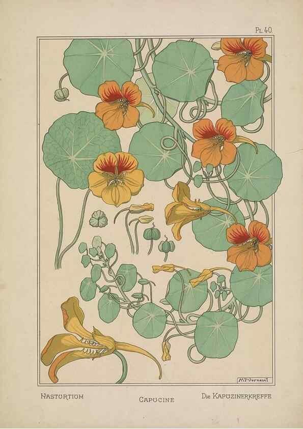 Reproducción/Reproduction 48309058837: La plante et ses applications ornementales /. Paris :Librairie Centrale des Beaux-Arts, E. Lévy, éditeur ...[1896]. 