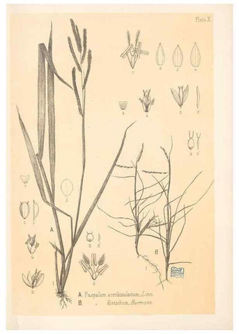 Reproducción/Reproduction 48308348111: The indigenous grasses of New Zealand.. Wellington, N. Z.,by authority, G. Didsbury, Govt. Printer,1878-1880.. 