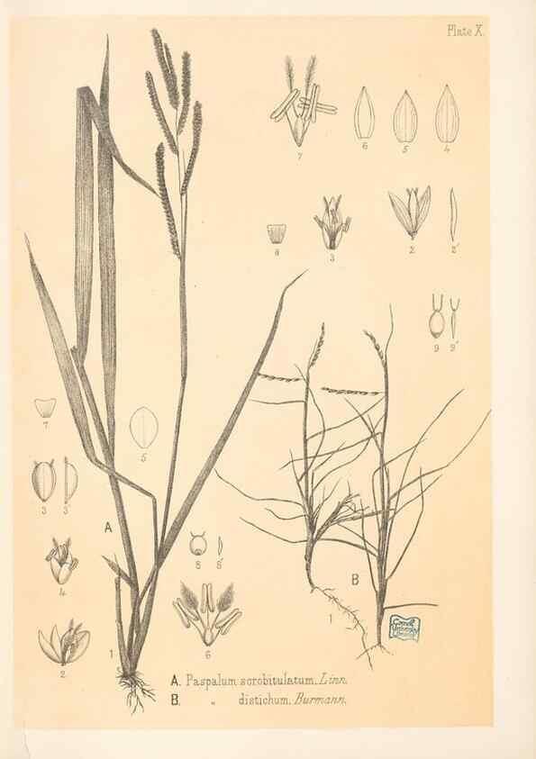 Reproducción/Reproduction 48308348111: The indigenous grasses of New Zealand.. Wellington, N. Z.,by authority, G. Didsbury, Govt. Printer,1878-1880.. 